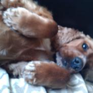 Blanding af racer Sally