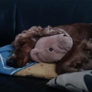 Blanding af racer Sally