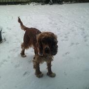 Blanding af racer Sally