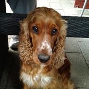 Blanding af racer Sally