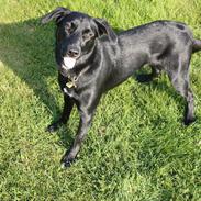 Blanding af racer Viktor