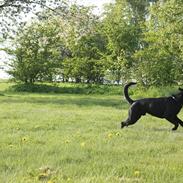 Blanding af racer Viktor