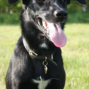 Blanding af racer Viktor