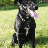 Blanding af racer Viktor