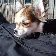 Chihuahua Gizmo