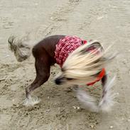 Chinese crested hårløs Frida
