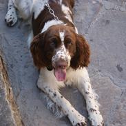 Engelsk springer spaniel Mocca