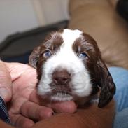 Engelsk springer spaniel Mocca