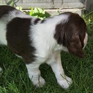 Engelsk springer spaniel Mocca