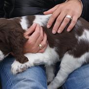 Engelsk springer spaniel Mocca