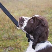 Engelsk springer spaniel Mocca