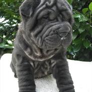 Shar pei Kaiser