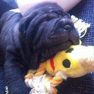 Shar pei Kaiser
