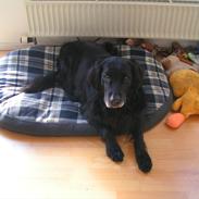 Flat coated retriever Thilde