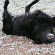 Flat coated retriever Thilde