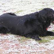 Flat coated retriever Thilde