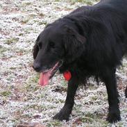 Flat coated retriever Thilde