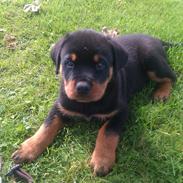 Rottweiler Charlie