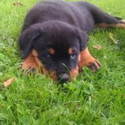 Rottweiler Charlie
