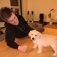 Golden retriever Theodor