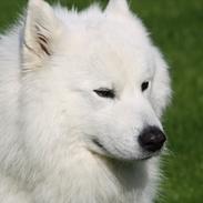 Samojedhund neco rip