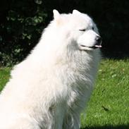 Samojedhund neco rip