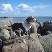 Dansk svensk gaardhund Sally