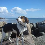 Dansk svensk gaardhund Sally