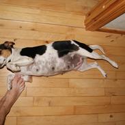 Dansk svensk gaardhund Sally