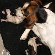 Dansk svensk gaardhund Sally