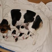 Dansk svensk gaardhund Sally