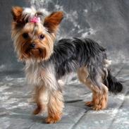 Yorkshire terrier Molly