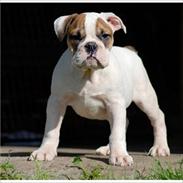 Olde english bulldogge dennis