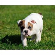 Olde english bulldogge dennis