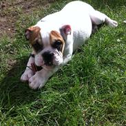 Olde english bulldogge dennis