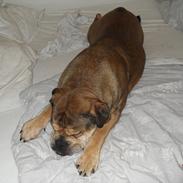 Olde english bulldogge signe
