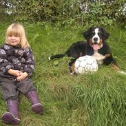Berner sennenhund Valder