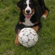 Berner sennenhund Valder