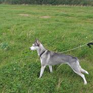 Siberian husky Apissorq Epiphany (Epi)