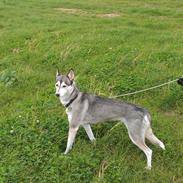 Siberian husky Apissorq Epiphany (Epi)