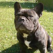 Fransk bulldog Nimbus