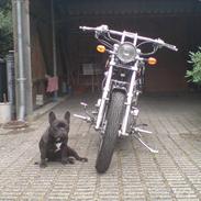 Fransk bulldog Nimbus