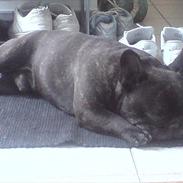 Fransk bulldog Nimbus