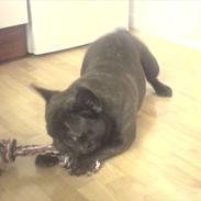 Fransk bulldog Nimbus