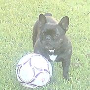 Fransk bulldog Nimbus