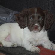 Field Trial Cockerspaniel Buffie