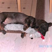 Gravhund Aksel