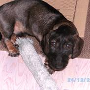 Gravhund Aksel
