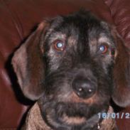 Gravhund Aksel