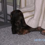 Gravhund Aksel